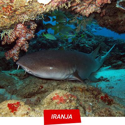 Manta Diving Nosy Be - Iranja