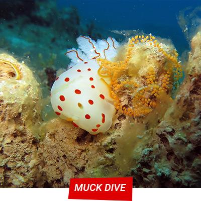 Manta Diving Nosy Be - Muck Dive