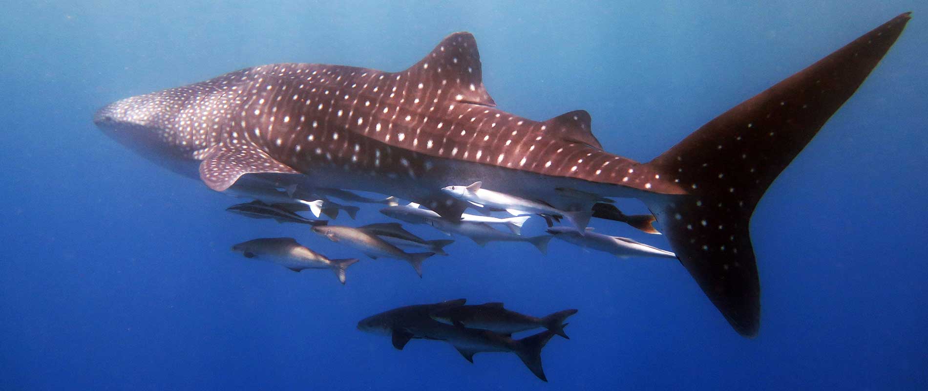 Manta Diving - Whale Shark Whatching