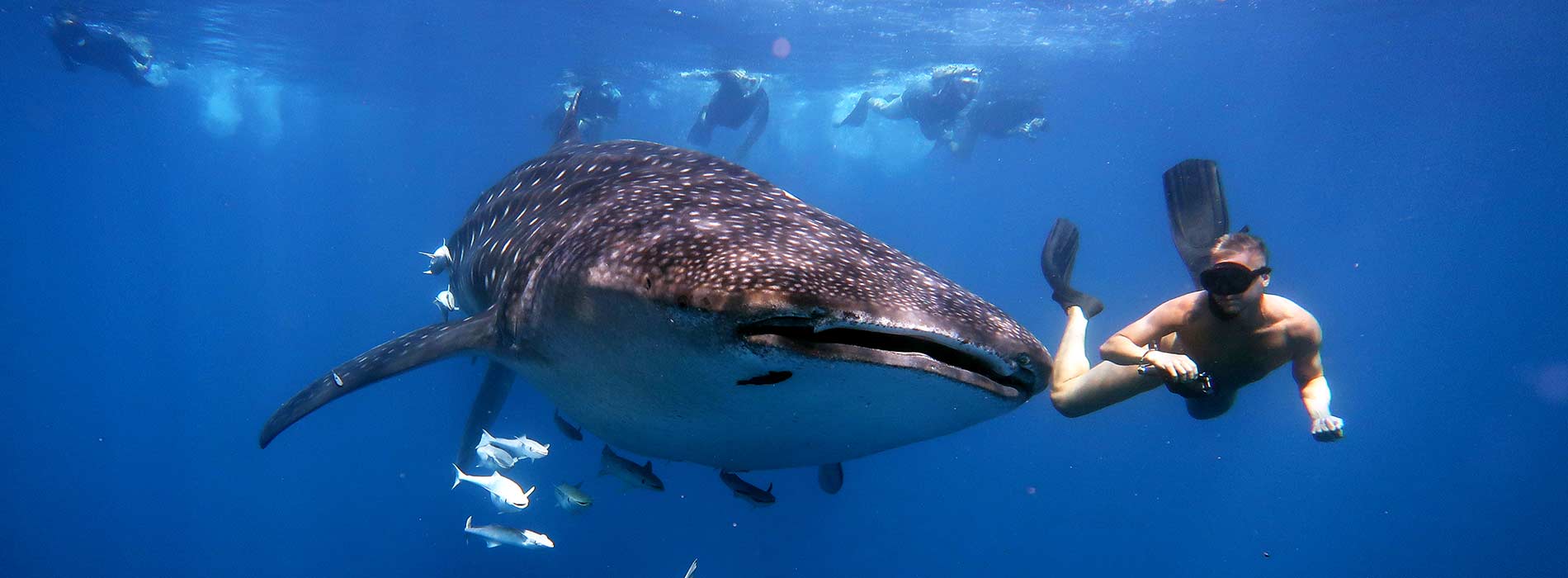 Manta Diving Nosy Be - Whale Shark Whatching
