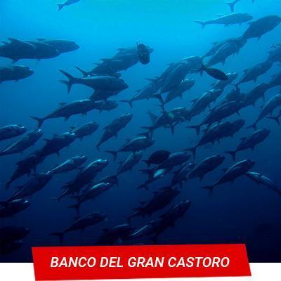 Manta Diving - Nosy Be - Banco del gran castoro