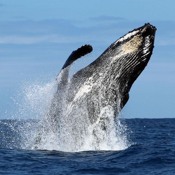 Manta Diving - Nosy Be - Biologia - Balene