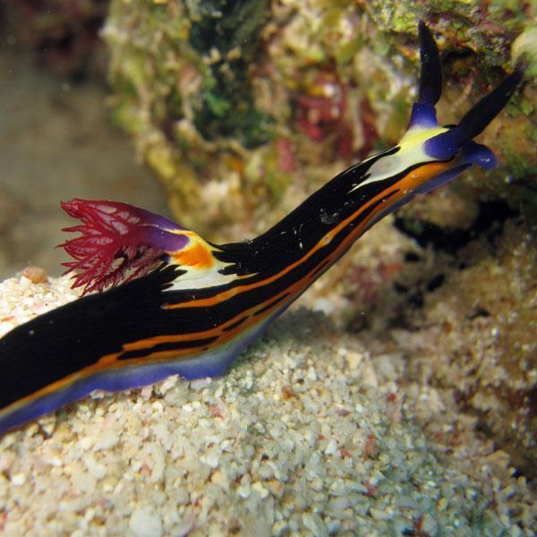 Manta Diving - Nosy Be - Biologia - Nudibranchi