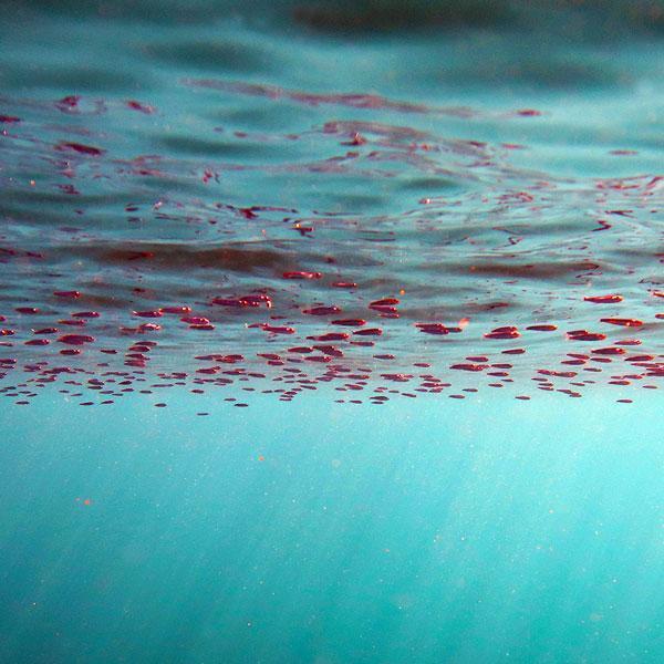 Manta Diving - Nosy Be - Biologia - Plancton