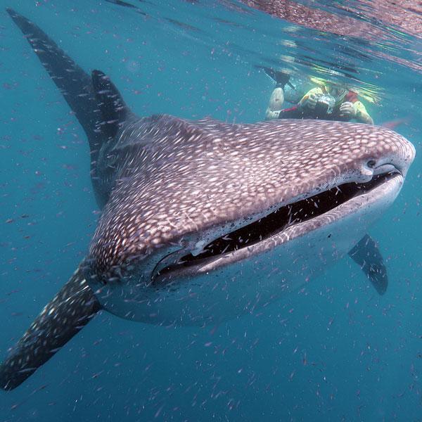 Manta Diving - Nosy Be - Biologia - Squali Balena