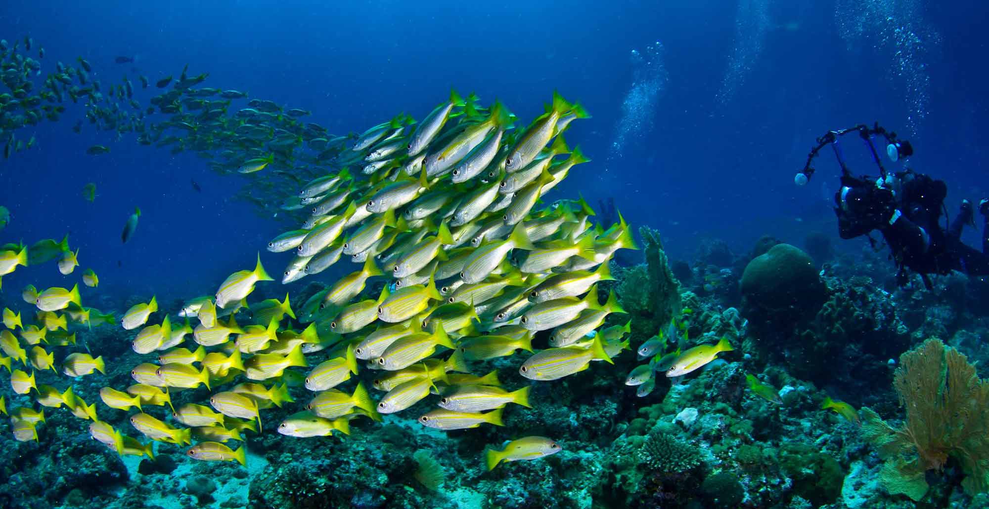 Manta Diving - Nosy Be - Immersioni
